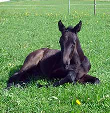 Tieraztpraxis Stehle - Verdauung beim Pferd