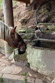 Pferde - Wie viel Wasser trinken?